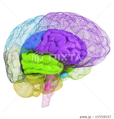 Creative concept of the human brain Creative concept of the human brain 15559537