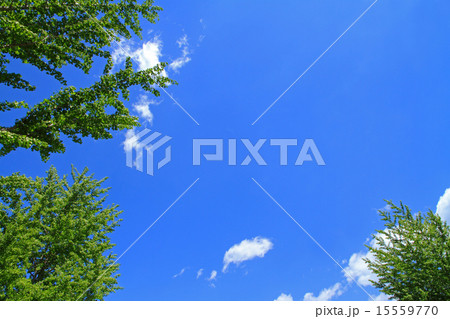 5月の空 15559770