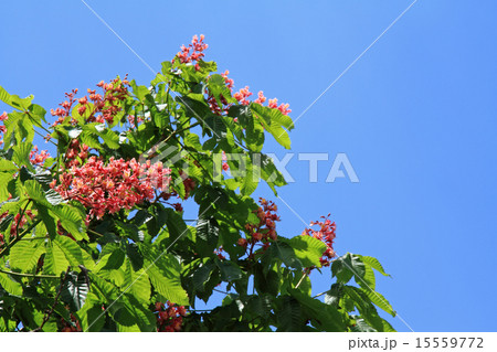 ベニバナトチノキ 15559772