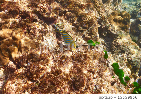 Coral reef and fish Coral reef and fish 15559956