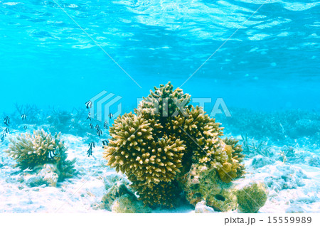 Coral reef at Maldives 15559989