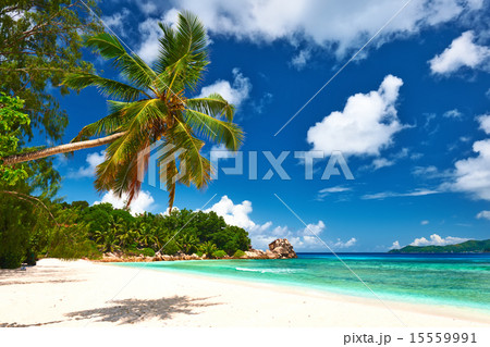 Beautiful beach with palm tree at Seychelles 15559991
