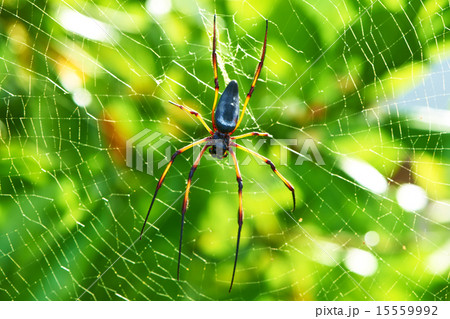 Giant wood spider - Nephila maculata / pilipes 15559992