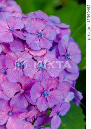 紫陽花 15560492