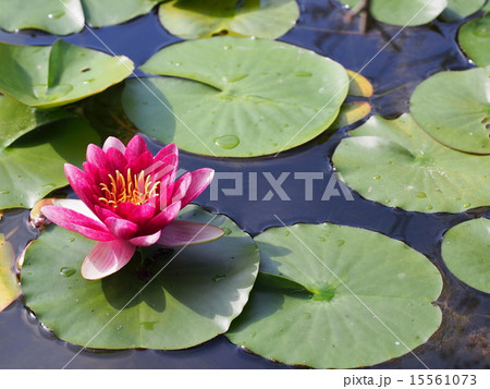 池に浮かぶ赤い睡蓮の花の写真素材