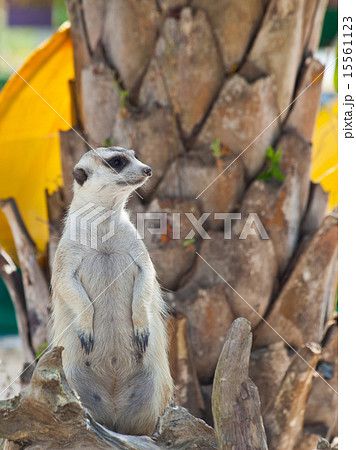 Meerkat 15561123