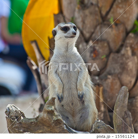 Meerkat 15561124