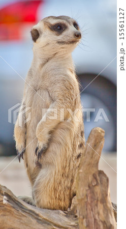 Meerkat 15561127