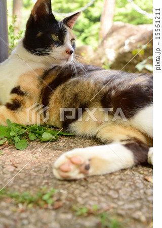 ノラ猫 15561211