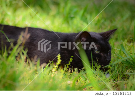 黒猫 15561212