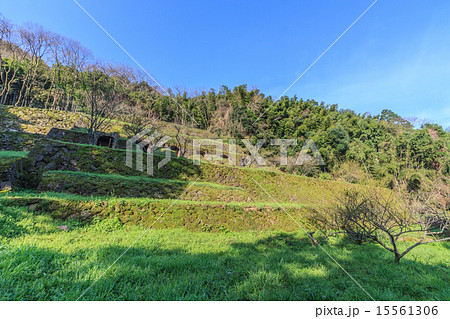 春の石見銀山の清水谷製錬所跡 15561306