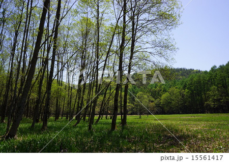 信州 居谷里湿原 信州 居谷里湿原 15561417