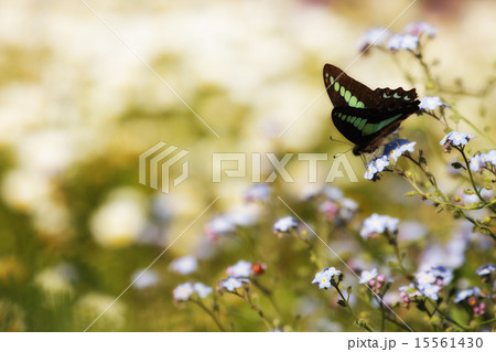 蝶の羽休め 15561430