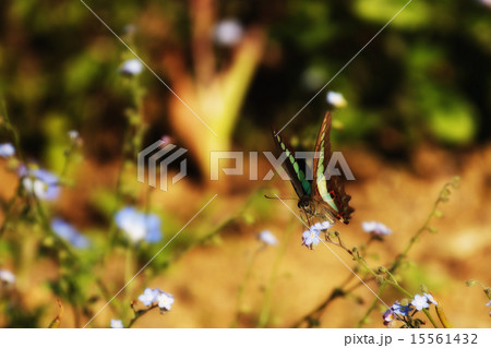 蝶の羽休め 15561432