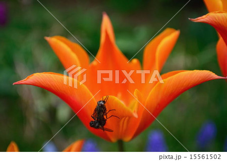 僕たちにも春が来たっていいじゃない 僕たちにも春が来たっていいじゃない 15561502