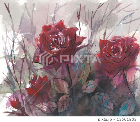 野薔薇 野薔薇 15561805
