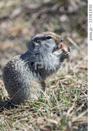 Ground squirrel 15561930