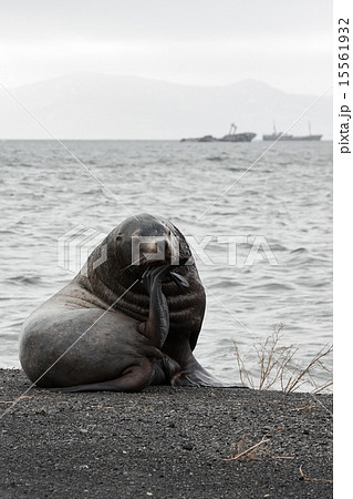 Lonely Steller Sea Lion on the beach 15561932