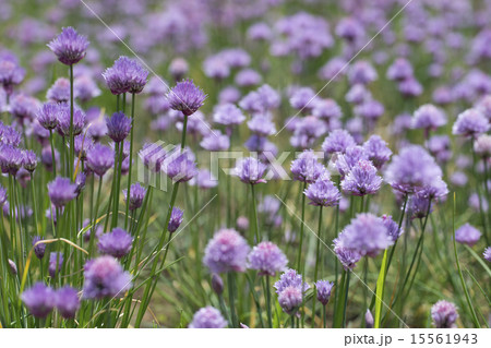 チャイブの花 15561943