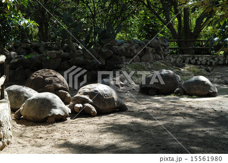 エクアドル キト 動物園 ゾウガメ エクアドル キト 動物園 ゾウガメ 15561980
