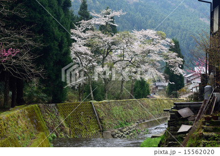 洛北鞍馬の春 15562020