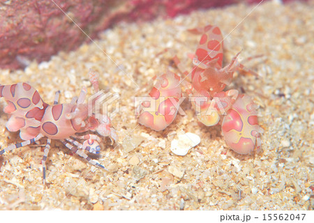 フリソデエビ フリソデエビ 15562047