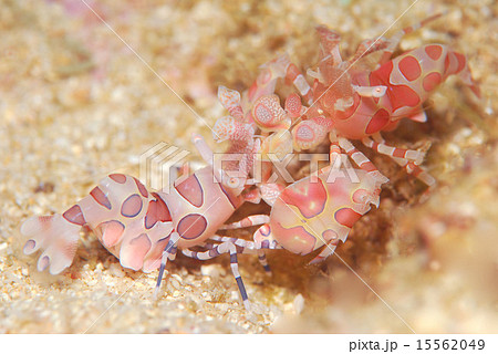 フリソデエビ 15562049