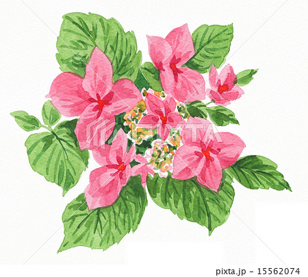 ガクアジサイ 15562074