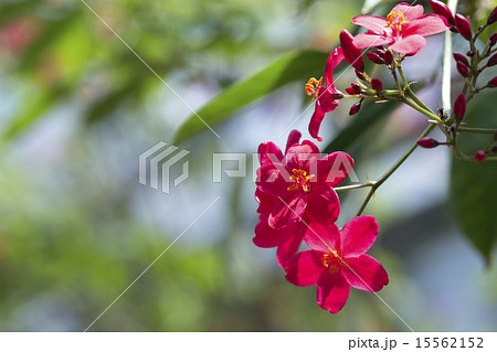 南洋桜 15562152