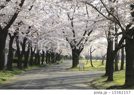 開成山公園 15562157
