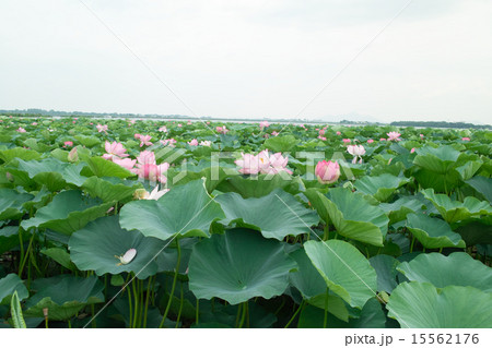 琵琶湖 ハスの花の群生 1の写真素材