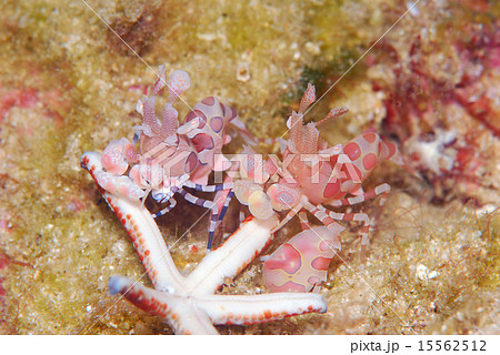 ヒトデを食すフリソデエビ ヒトデを食すフリソデエビ 15562512