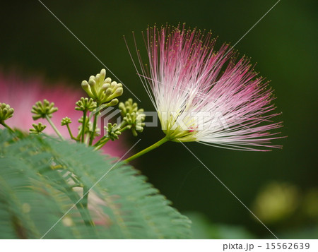 ねむの花 15562639