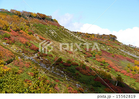 大雪山の紅葉／北海道　上川町 15562819