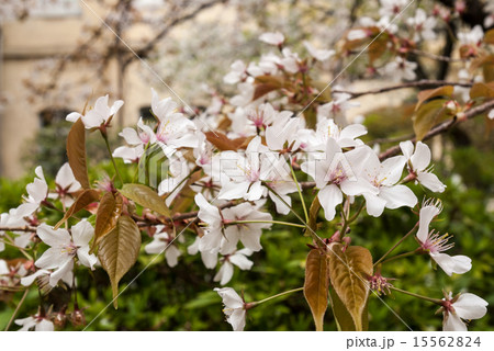 京都府庁旧本館 容保桜の写真素材