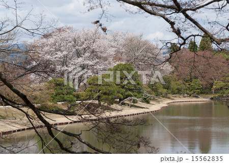 修学院離宮　上離宮の桜 15562835