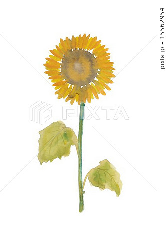 向日葵　夏 15562954