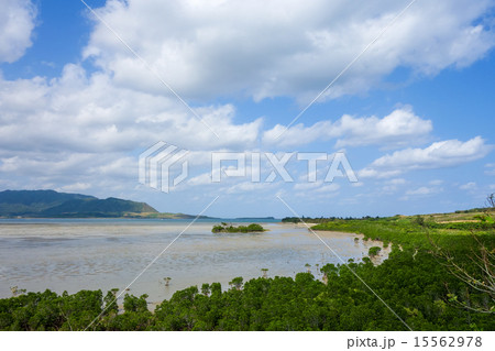 沖縄県 小浜島のマングローブの写真素材