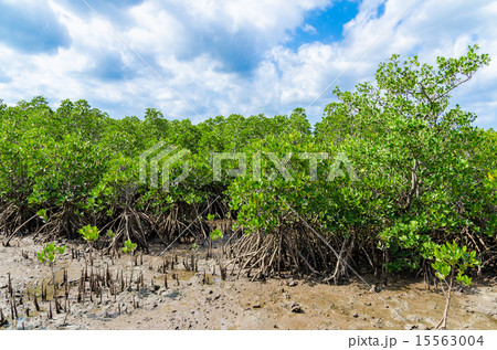 沖縄県　小浜島のマングローブ 15563004