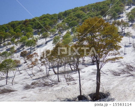 鍋倉山・新緑 15563114