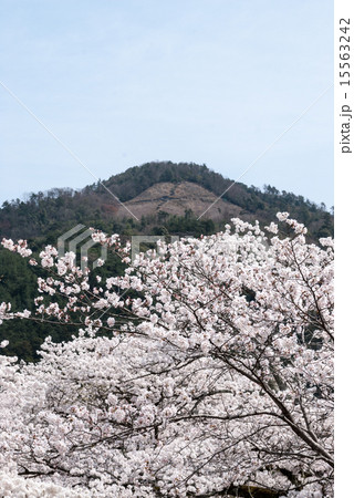 哲学の道 関雪桜と大文字 哲学の道 関雪桜と大文字 15563242
