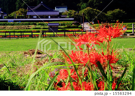 橘寺（明日香村）周辺に咲く彼岸花 15563294