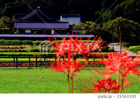 橘寺（明日香村）周辺に咲く彼岸花 15563295