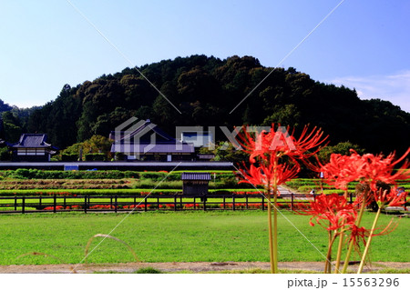 橘寺（明日香村）周辺に咲く彼岸花 15563296