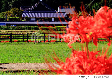 橘寺（明日香村）周辺に咲く彼岸花 15563298