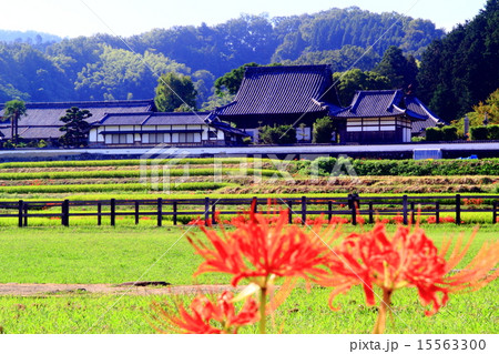橘寺（明日香村）周辺に咲く彼岸花 15563300