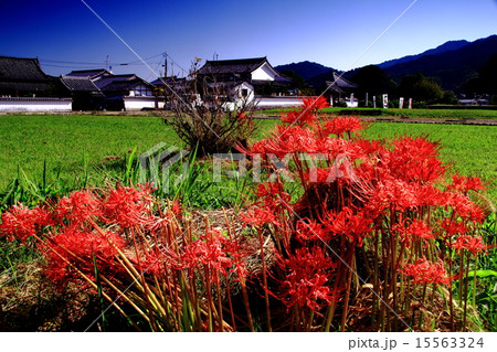 川原寺(明日香村)周辺に咲く彼岸花 川原寺(明日香村)周辺に咲く彼岸花 15563324