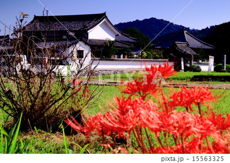 川原寺(明日香村)周辺に咲く彼岸花 川原寺(明日香村)周辺に咲く彼岸花 15563325