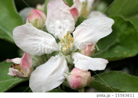 Fruit flowers in the earliest springtime 15563611
