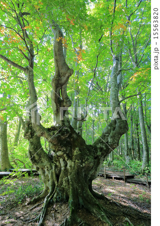 あがりこ大王 あがりこ大王 15563820